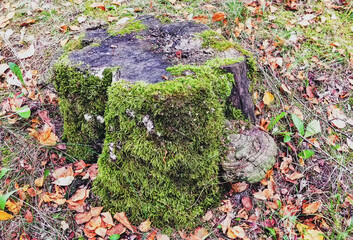 an old stump with lots of green moss and one mushroom sponge