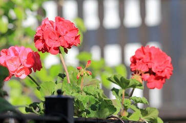 Red geranium flowers in close-up on a blurred background
