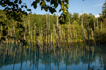 水面に映る雑木林　美瑛町
