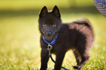 Summer portrait of dog. He is so cute in the nature. He has so lovely face	
