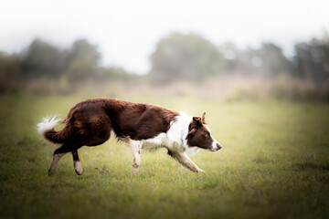 brown working border collie dog breed