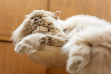 A yellow cute fat british longhair cat lies and sleeps on a wooden cat climbing frame