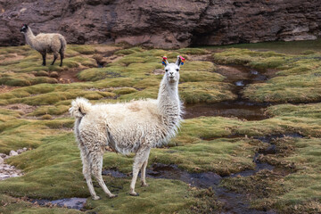 A white llama is standing on a lawn with streams. © Nataliya
