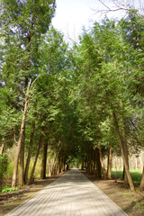 A straight path leading to a forest clearing. The road is through a dense green forest.