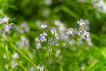 春風に揺られる多摩川に咲く野花_野草