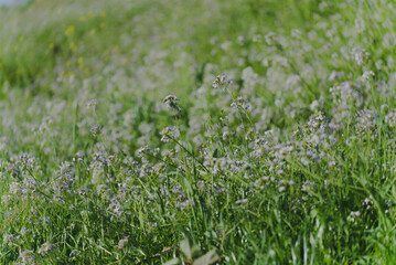 春風に揺られる多摩川に咲く野花_野草