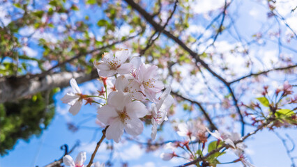 桜の名所_春の権現堂堤に咲く、満開の桜