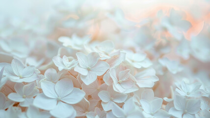 Close-Up of White Hydrangeas on White Background