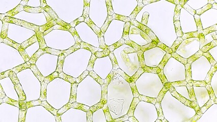 The water net (Hydrodictyon sp) under microscope. Collected from paddy fields in Indonesia. 
