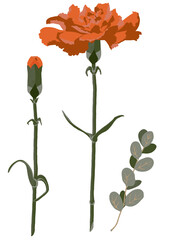 一輪の赤いカーネーション