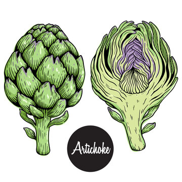 hand draw of artichoke vector illustration
