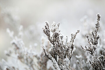 Cold spring (May) morning at marsh in Tammela, Finland. Hoarfrost over heathers. 