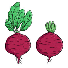 hand draw of radish vector illustration