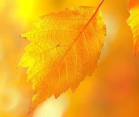 Fototapeta premium Bright Autumn Leaf Close-Up with Golden Sunshine Background