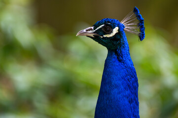 Portrait of a pretty blue peacock