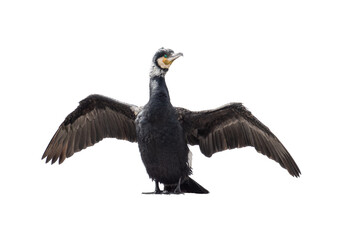 cormorant with spread wings isolated on white background