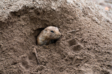 Black-tailed prairie dog looks out of his den