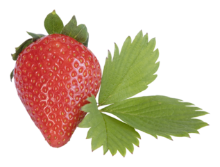 Fraises Gariguette