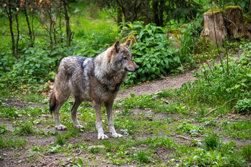 A Eurasian wolf stands in the forest