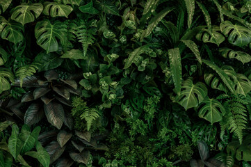 Leaf wall, plant wall, natural green wallpaper and background, nature wall, green forest nature background.