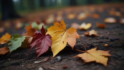 Leaves on the ground