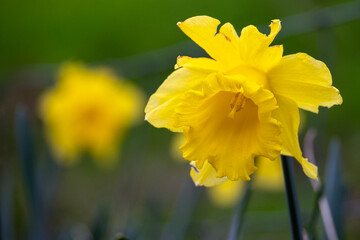 Daffodils