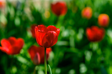 Red tulips on a green background. Floral background, selective focus on red tulip. Spring flowers