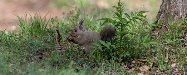 可愛いニホンリス