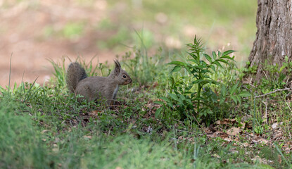 可愛いニホンリス