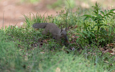 可愛いニホンリス