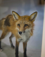 Fototapeta premium red fox vulpes