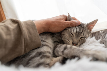 Fototapeta na wymiar 可愛い猫を撫でる　サバトラ猫
