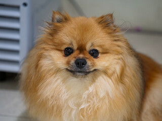 pomeranian dog portrait