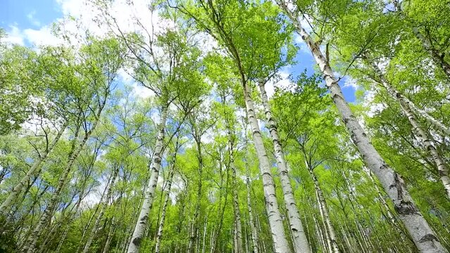 初夏の爽やかな風が吹く新緑の白樺林13
