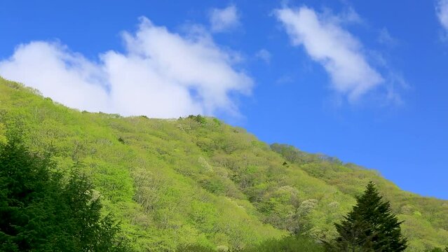 新緑の山から湧き立つ美しい白