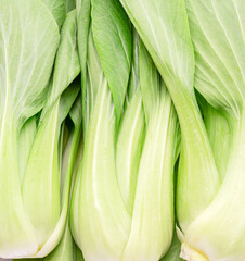 Obraz premium Fresh bok choy or chinese cabbage close up. Food background.