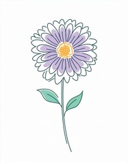 Aster on white background