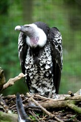 Rueppells Griffon Vulture, Linton Zoo, Linton Cambridgeshire, UK