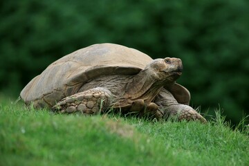 Obraz premium Sulcata giant tortoise, Linton Zoo, Cambridgeshire