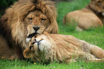 Male African lion with his 20 month old son Linton Zoo Cambridgeshire
