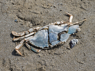 Granchio blu morto sulla spiaggia di Cesenatico in Italia. Il suo nome scientifico è Callinectes...
