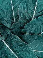 Close-up, background image of large green leaves.
