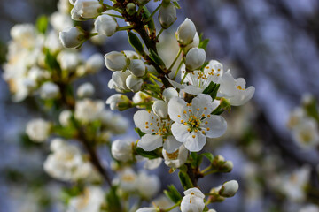 Selective focus of beautiful branches of plum blossoms on the tree under blue sky, Beautiful Sakura flowers during spring season in the park, Floral pattern texture, Nature background