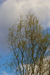 Dragons claw willow branches with new leaves and flowers against blue sky - Latin name - Salix matsudana Tortuosa