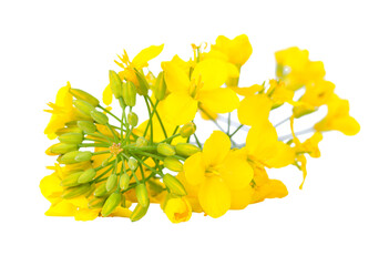 A close-up of bright yellow canola flowers, showcasing their delicate petals and green stems, isolated on a white background. PNG