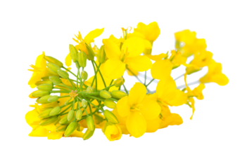 A close-up of bright yellow canola flowers, showcasing their delicate petals and green stems, isolated on a white background. PNG