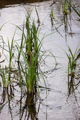 Water plants corn dog grass beside the river. Typha latifolia is also known as reed flower bulrush