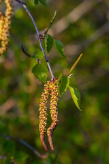 Close up view of flowering yellow catkins on a river birch tree betula nigra in spring, with blue sky background