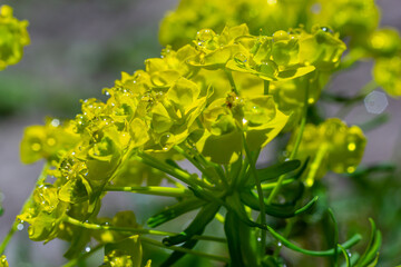 Euphorbia cyparissias, cypress spurge greenish flowers closeup selective focus