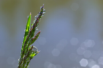 Fresh green grass with dew drops close up. Water drips on the fresh grass after rain. Light morning dew on the green grass